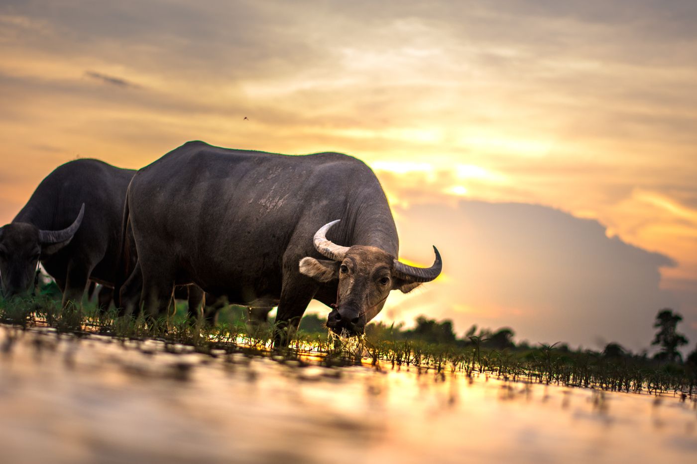 Buffalo milk