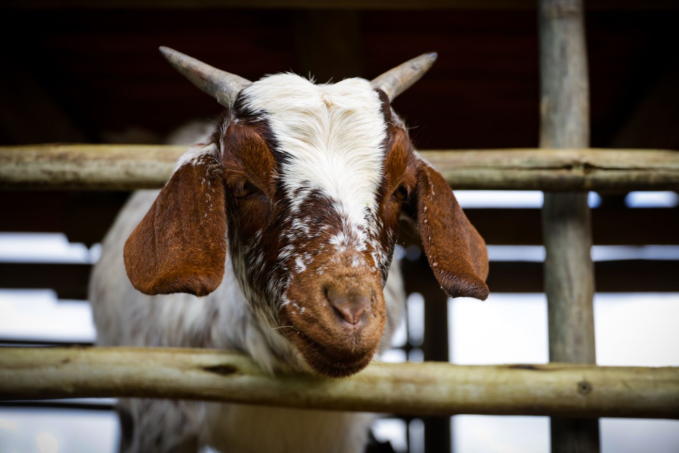 Goat milk