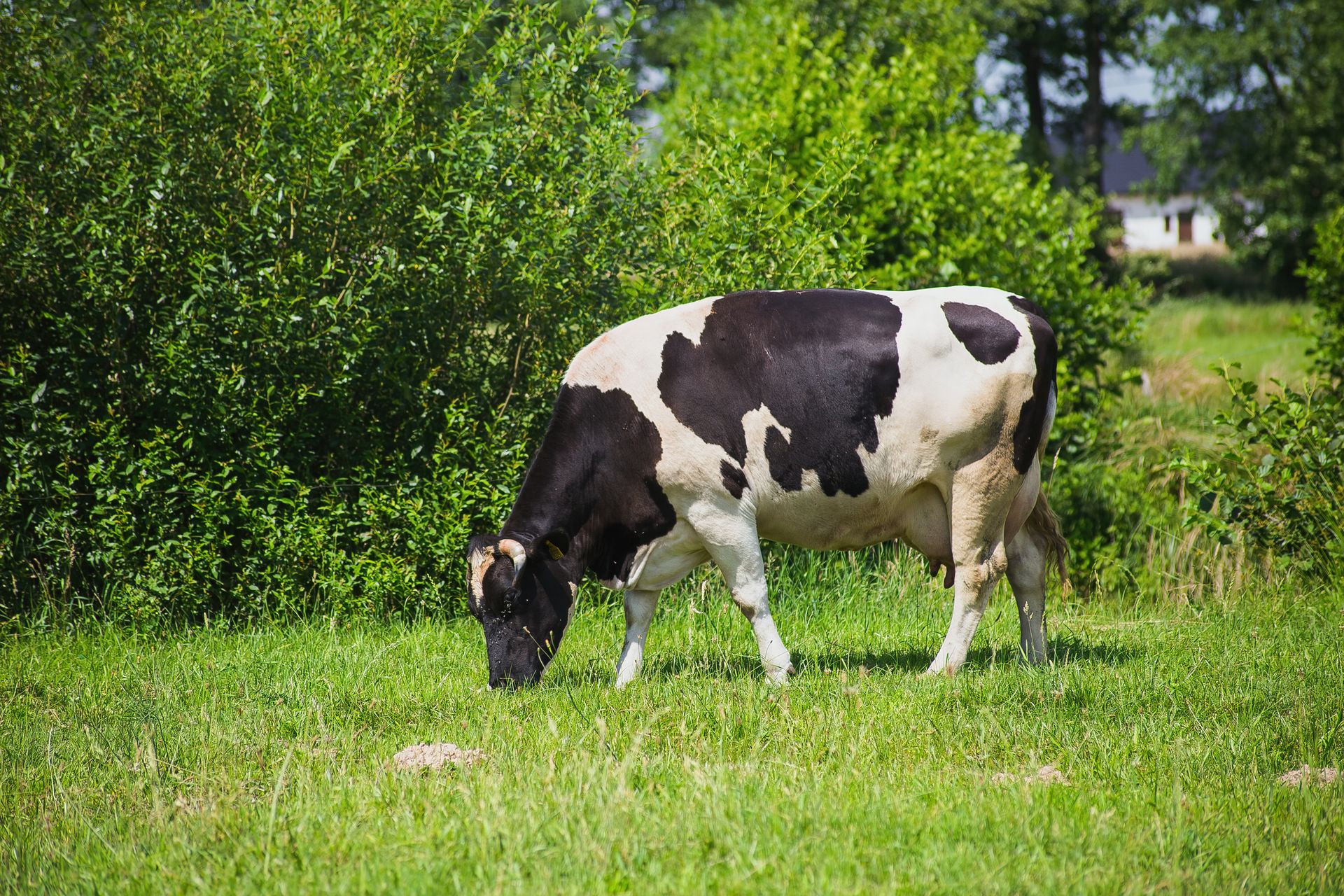 Dairy farm